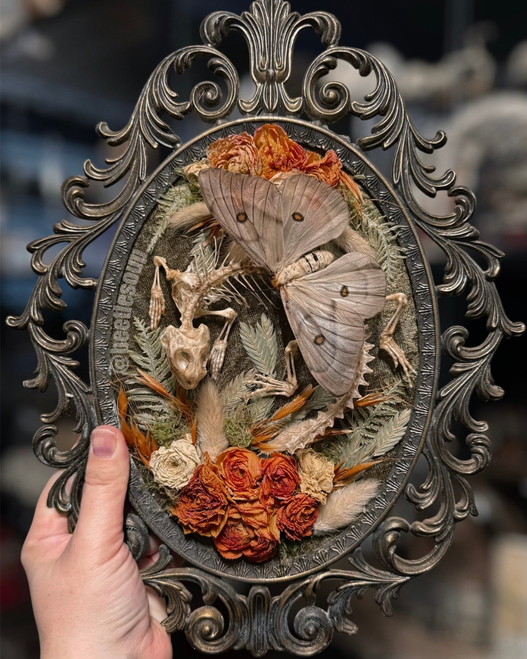 #9 Uromastyx Skeleton 10x13 Hand-stained skeleton