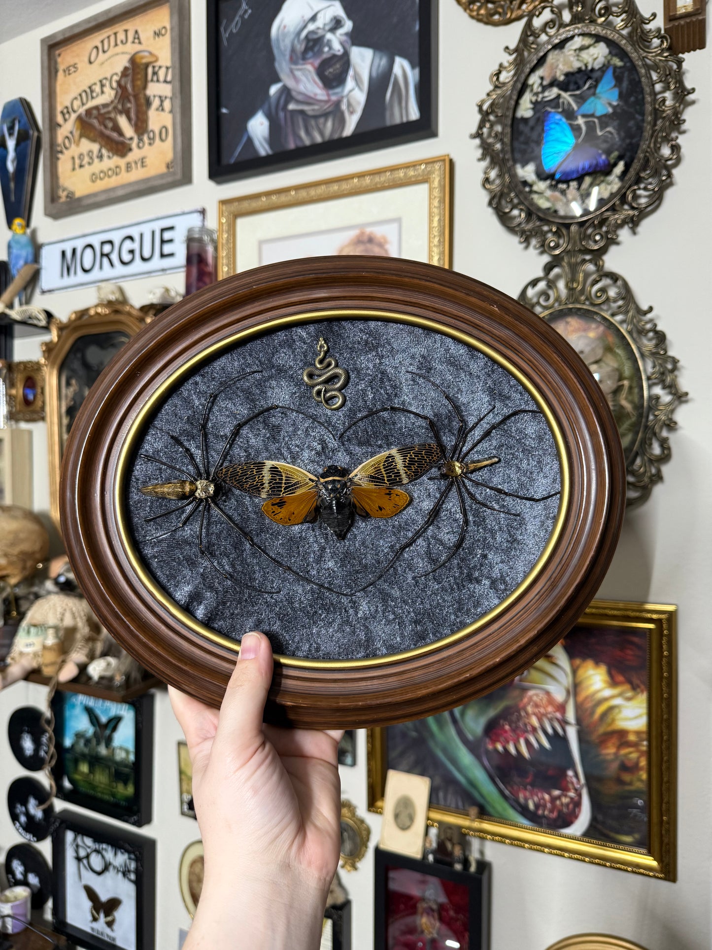 Valentines Collection Cicada & Spider Heart (Read Description)