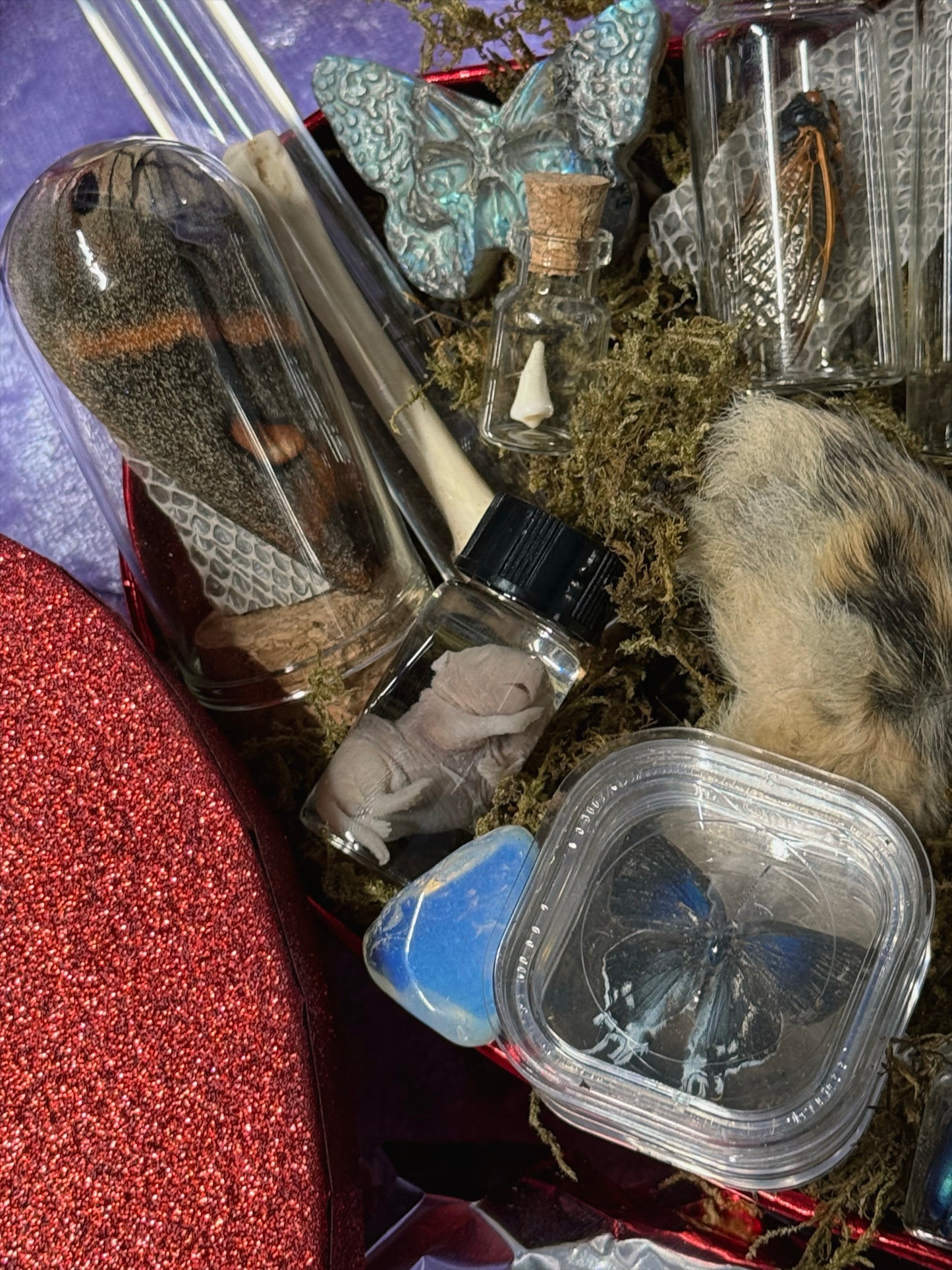 Valentines Collection MEDIUM ODDITY HEART BOX w/ WET SPECIMEN