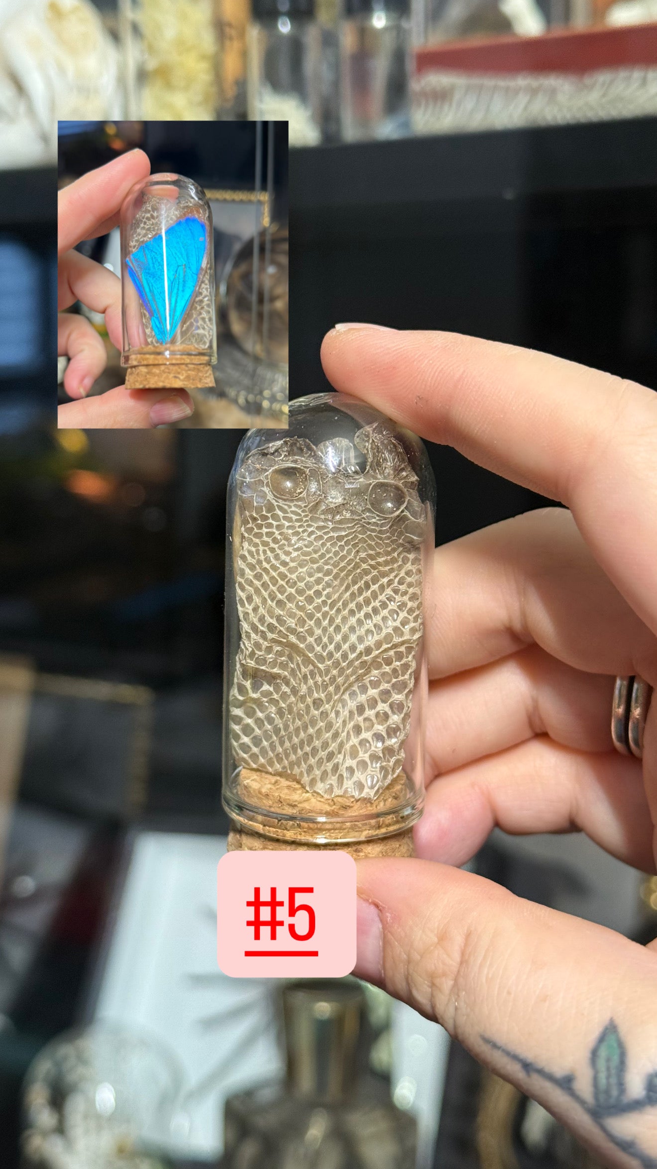 #38 Butterfly/Moth/ Mushroom/ Snake Shed Trinkets