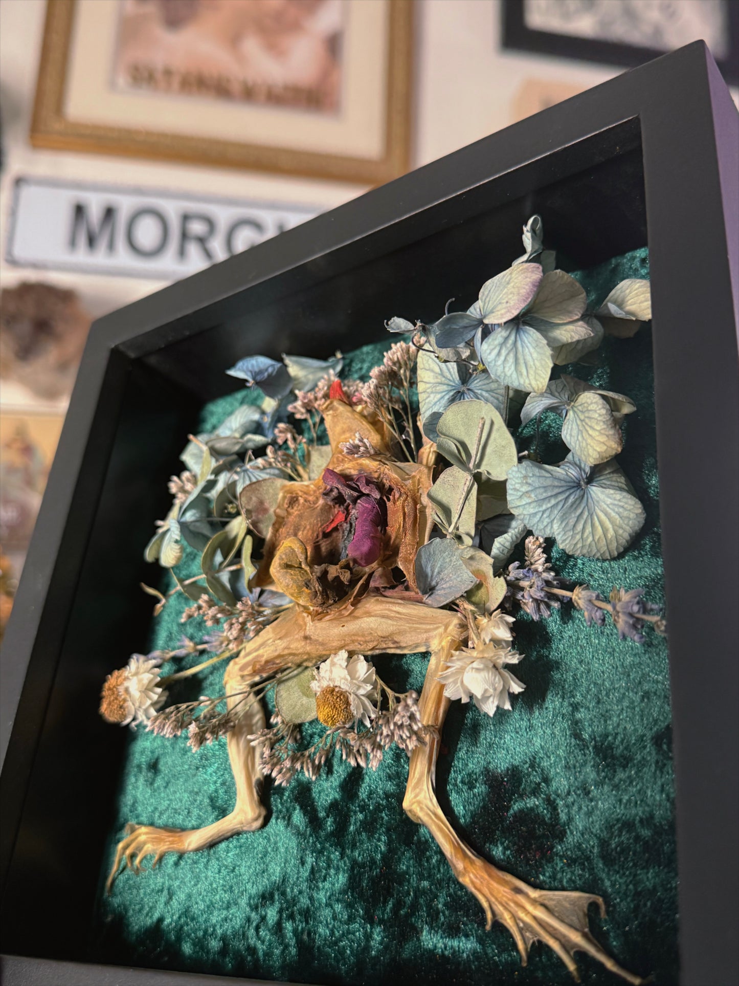 #24 Dissected Frog shadowbox 8x8