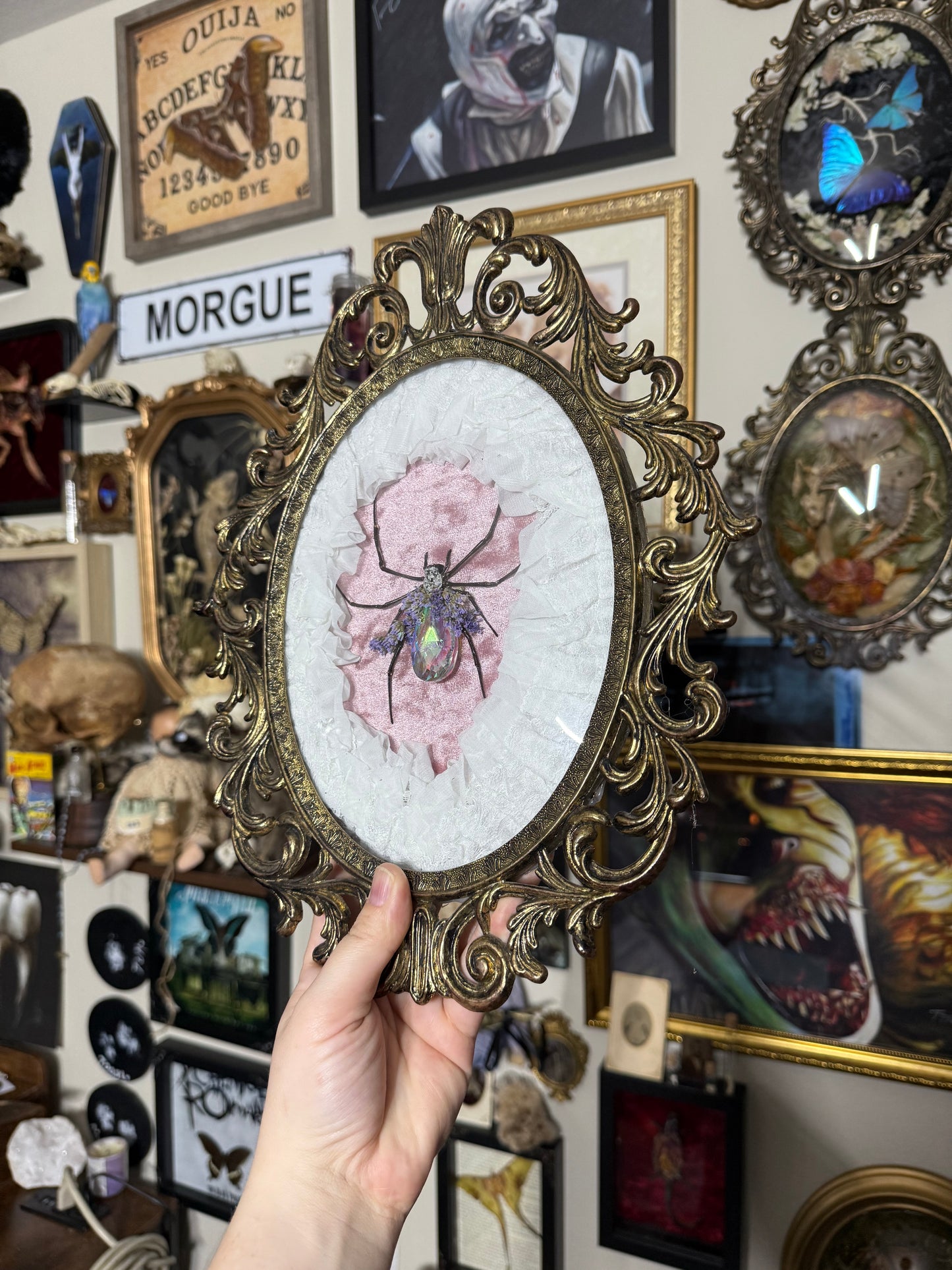 Valentines Collection Orb Weaver