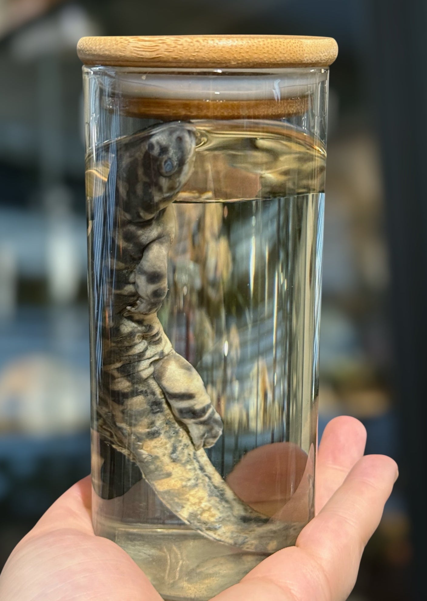 #21 Tiger Salamander Wet Specimen