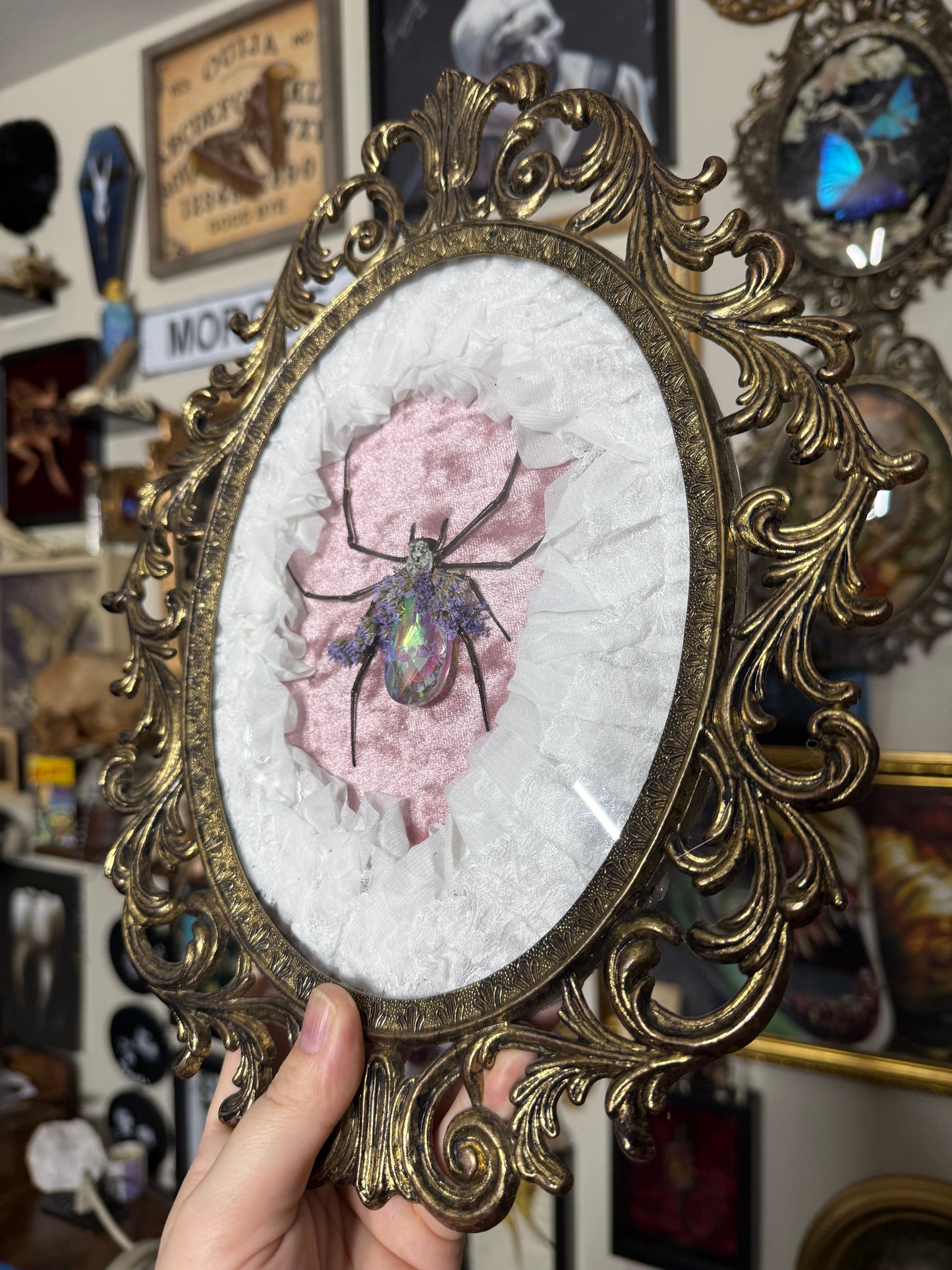 Valentines Collection Orb Weaver