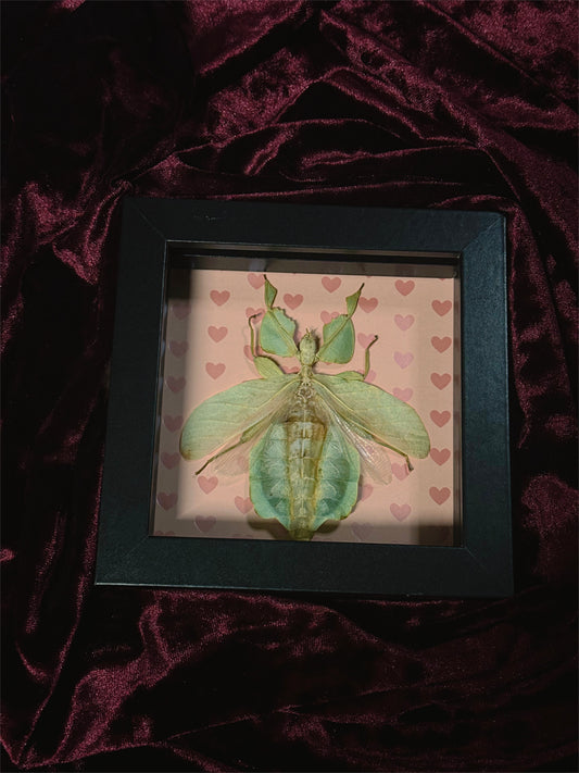 5. Love bug frame (READ DESCRIPTION)