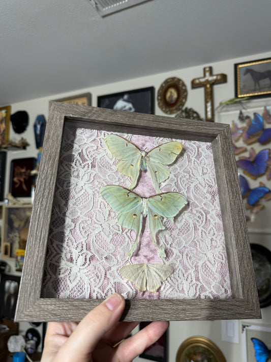 Valentines Collection Lunas (Read Description)