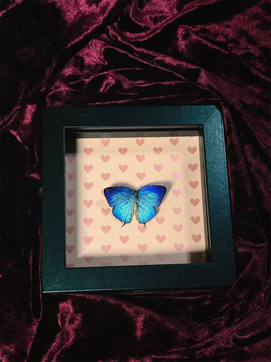 5. Love bug frame (READ DESCRIPTION)