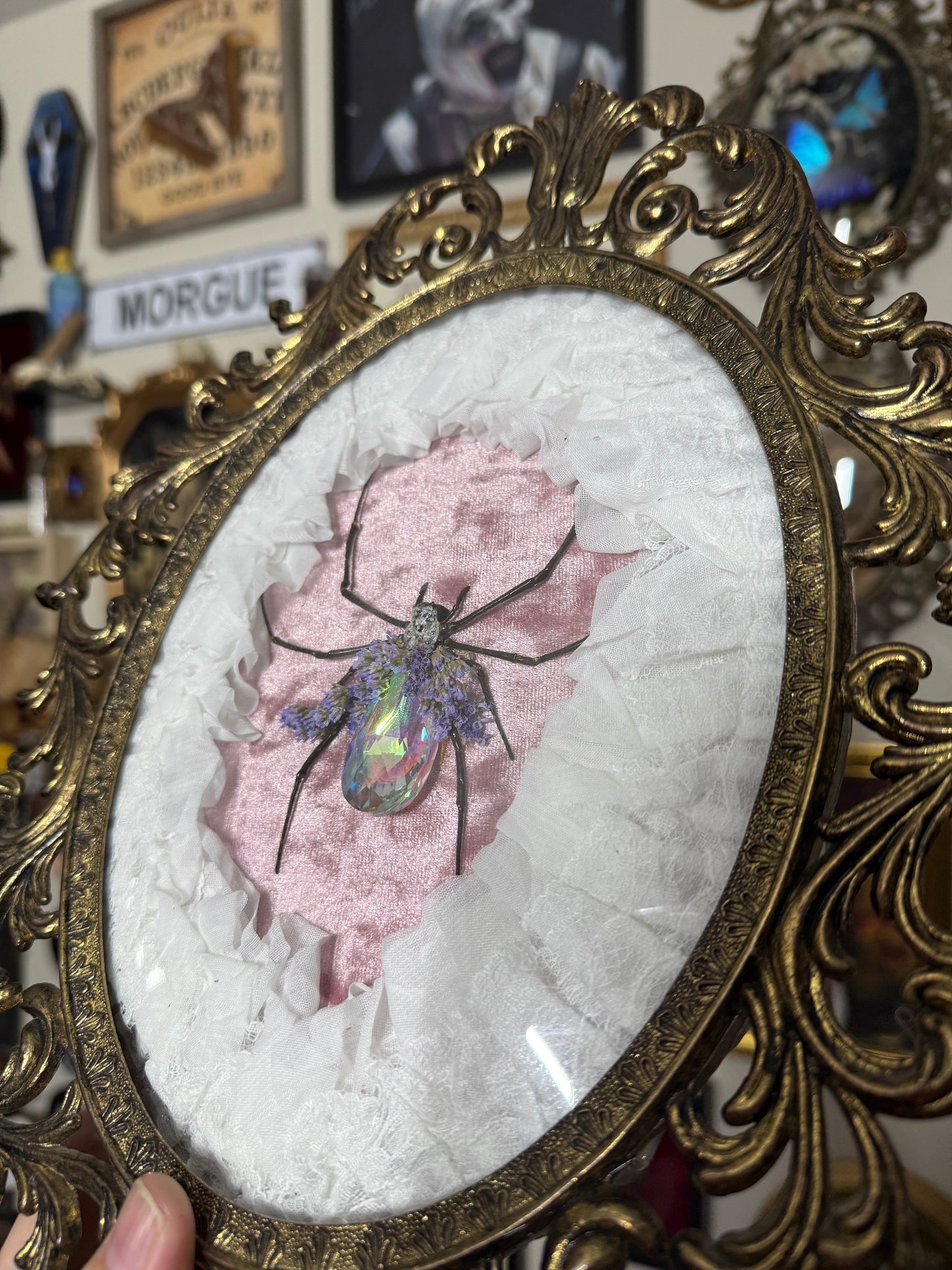 Valentines Collection Orb Weaver