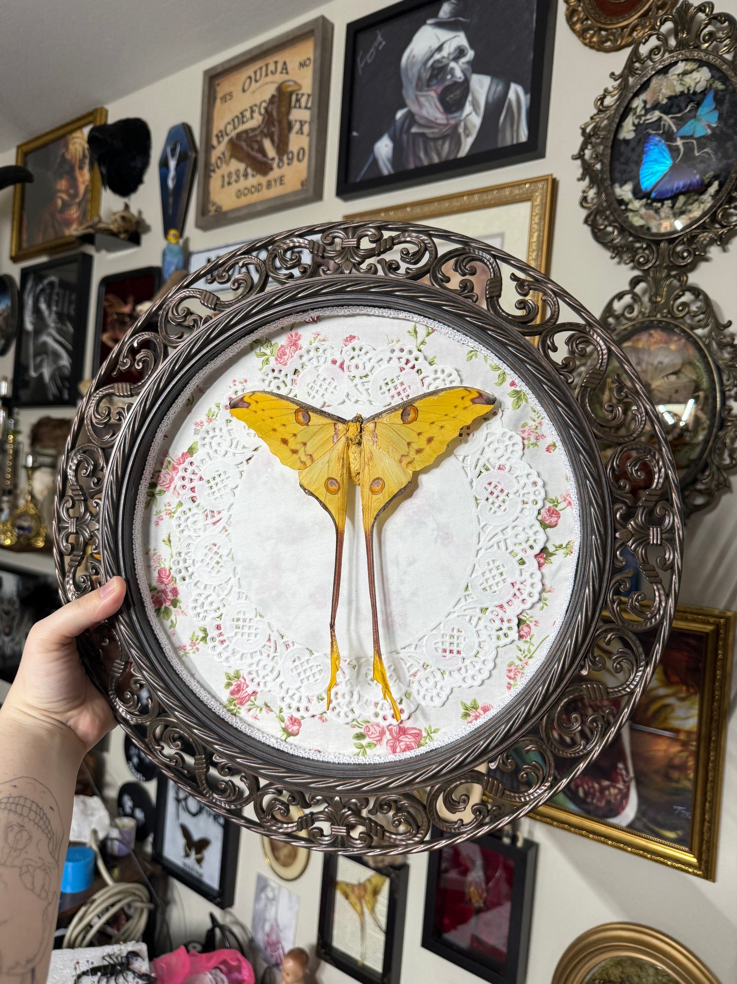 Valentines Collection Grandmas Comet moth (Read Description)