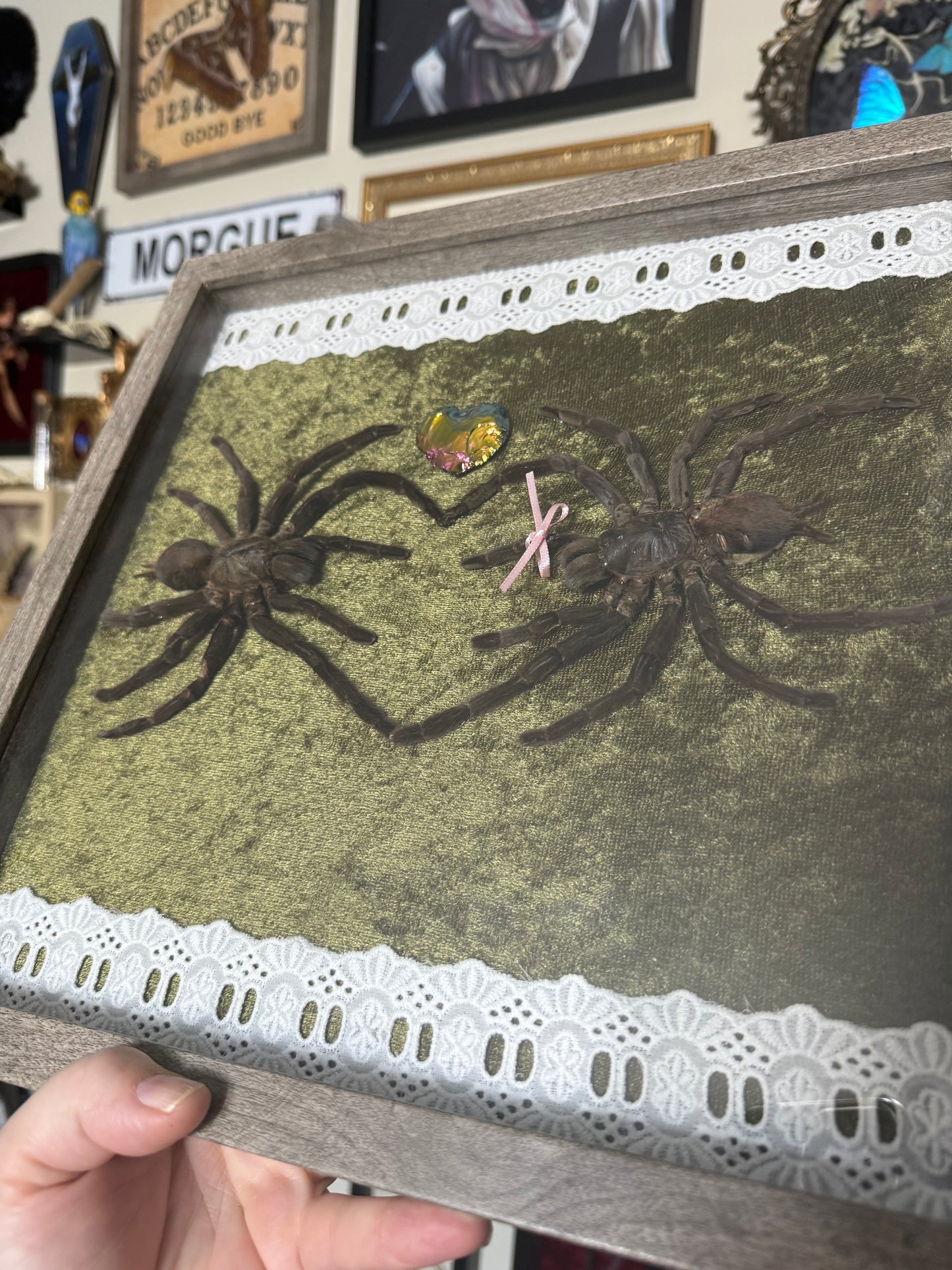 Valentines Collection Tarantula Heart