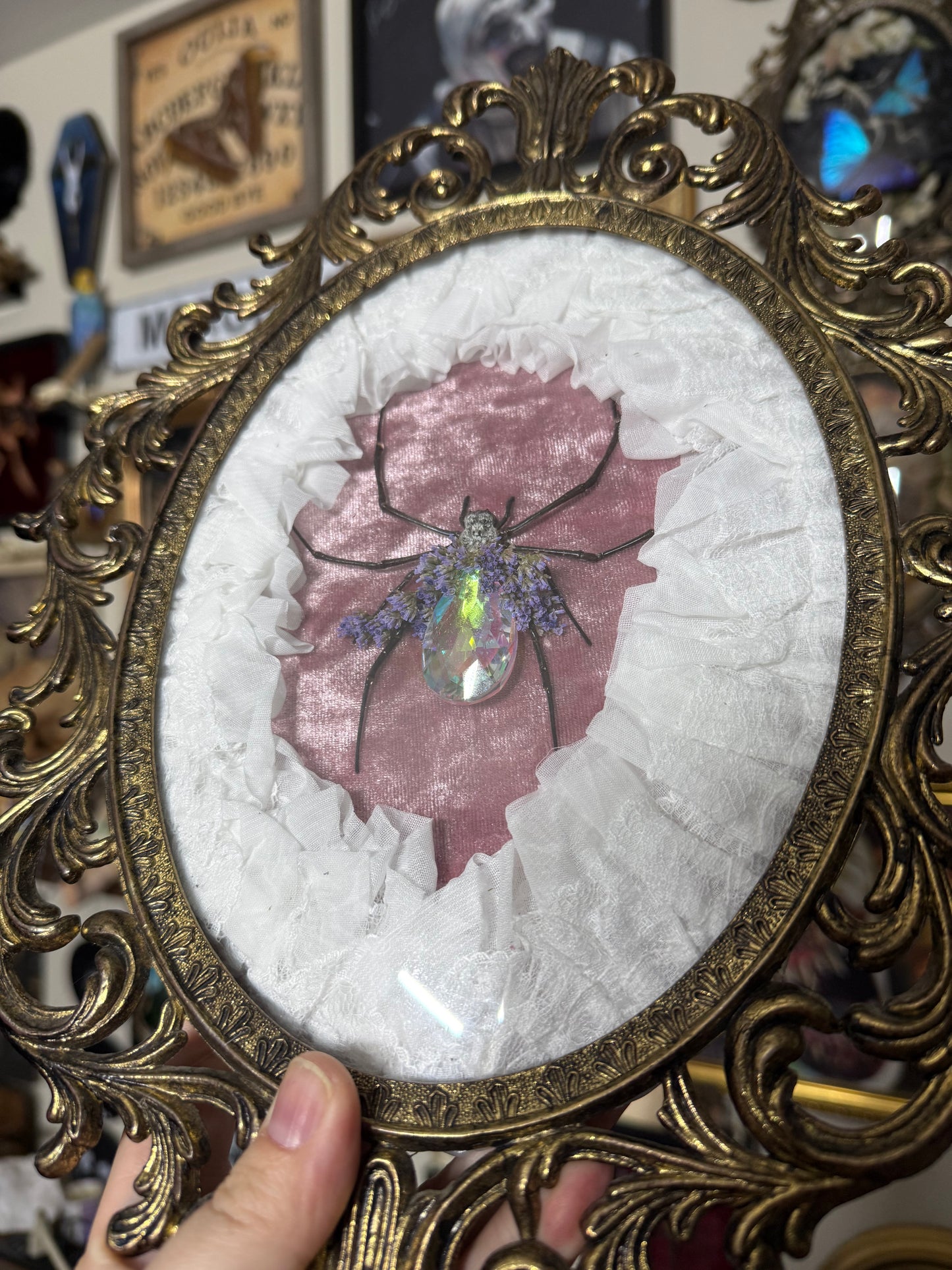 Valentines Collection Orb Weaver