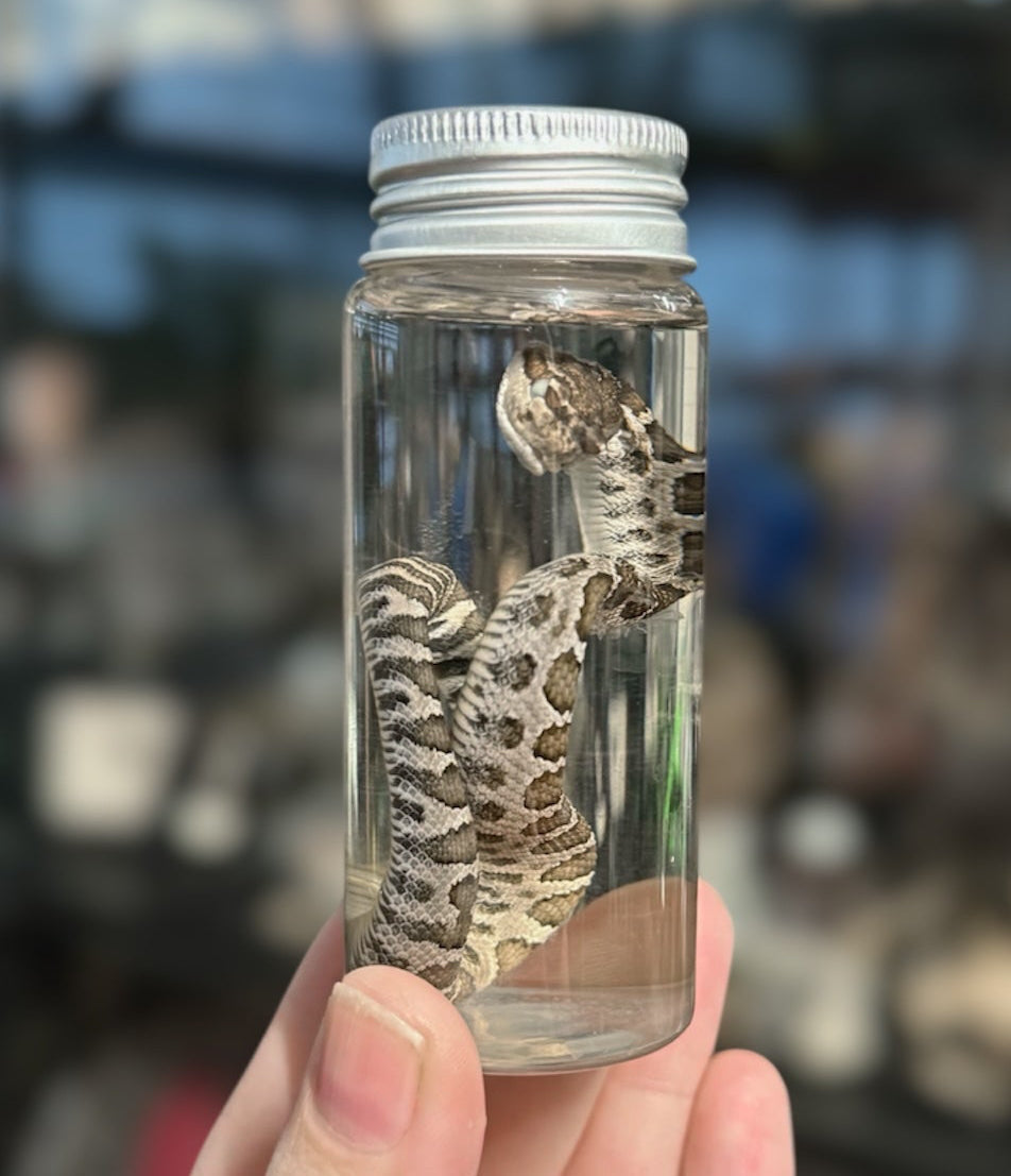 #19 Baby Rattler Snake Wet Specimen