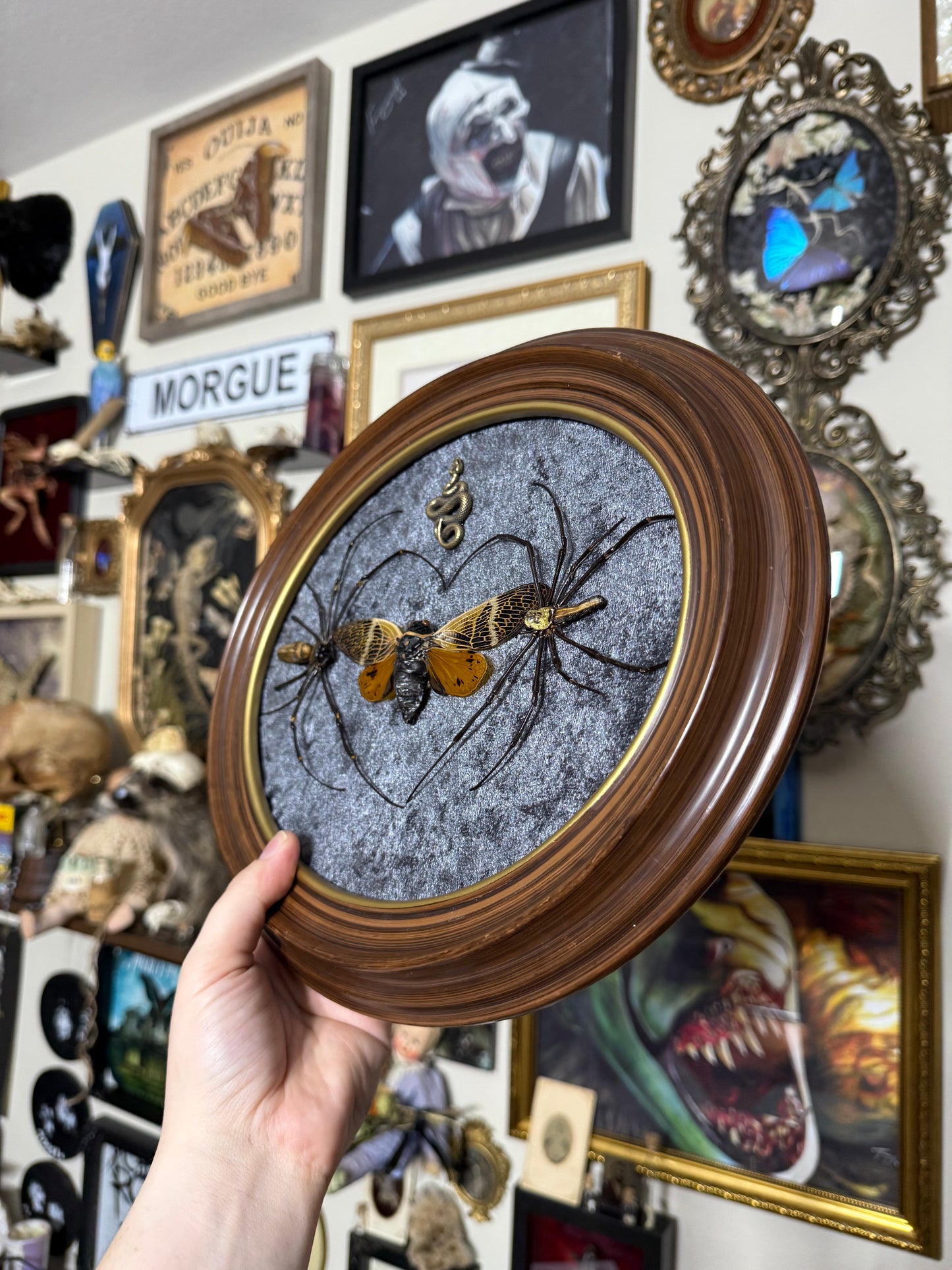 Valentines Collection Cicada & Spider Heart (Read Description)