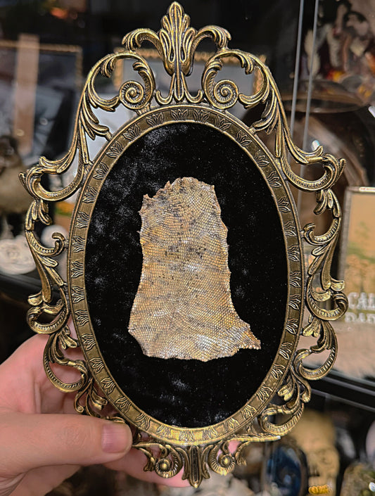 #25 Uromastyx Belly 7x10 open frame