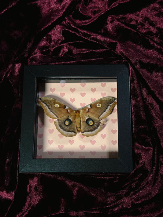 5. Love bug frame (READ DESCRIPTION)