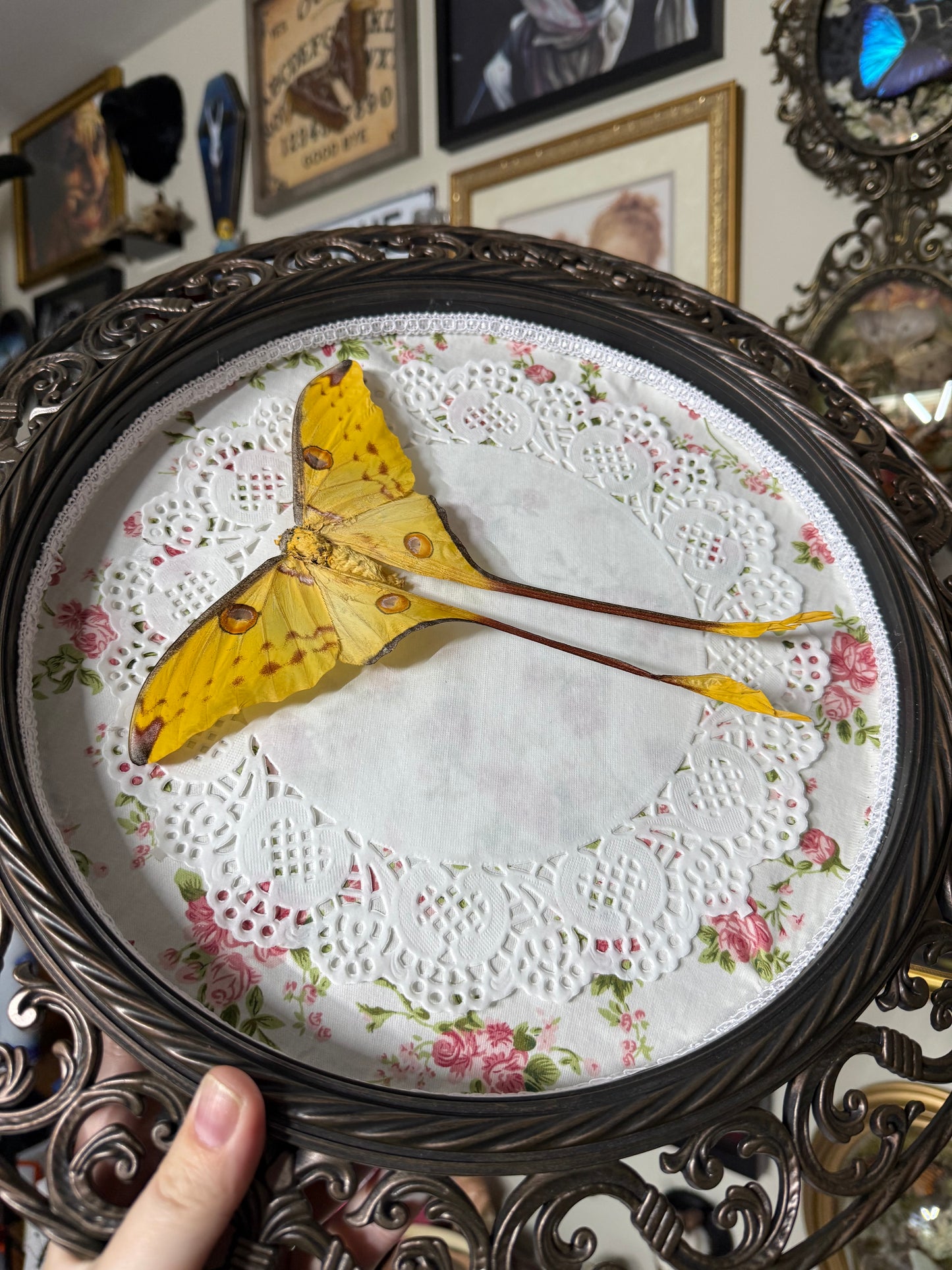 Valentines Collection Grandmas Comet moth (Read Description)