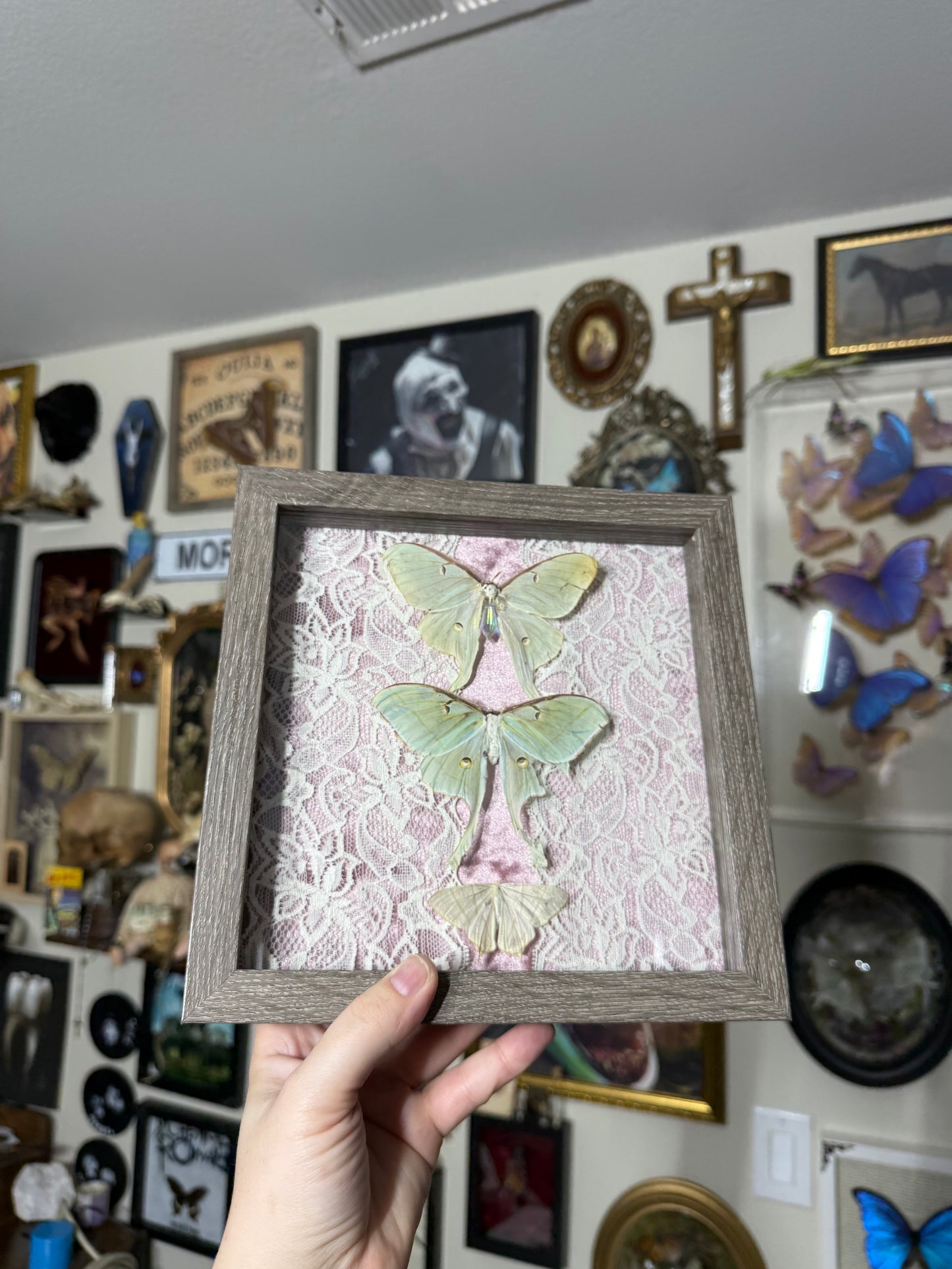 Valentines Collection Lunas (Read Description)