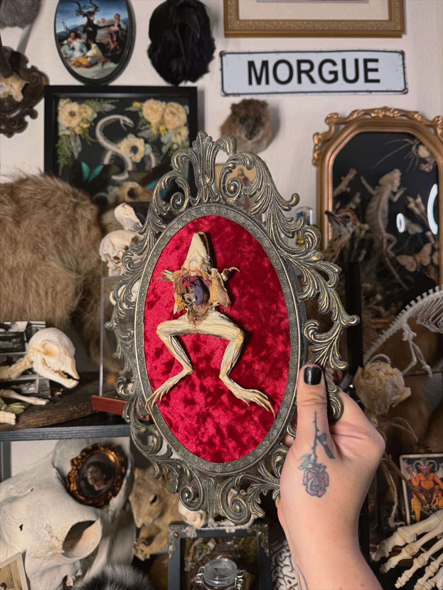 #3 Dissected Frog 10x13