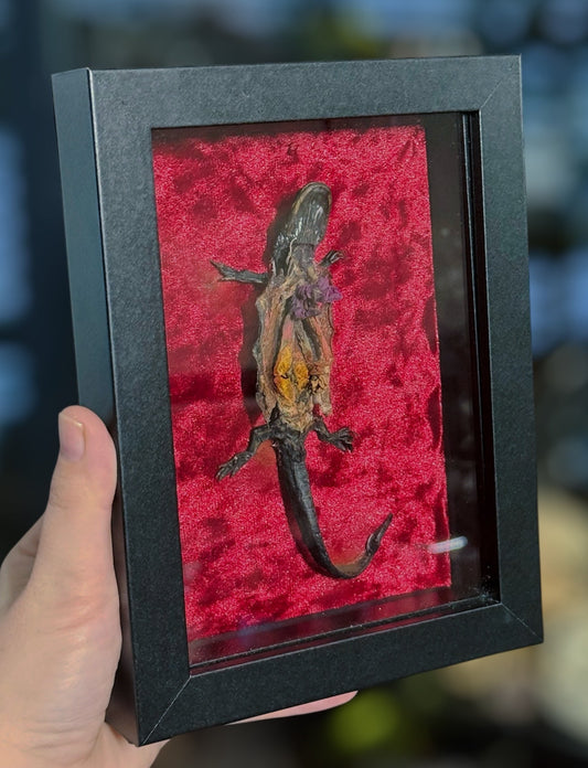 #14 DISCOUNTED Dissected Tiger Salamander shadowbox 5x7
