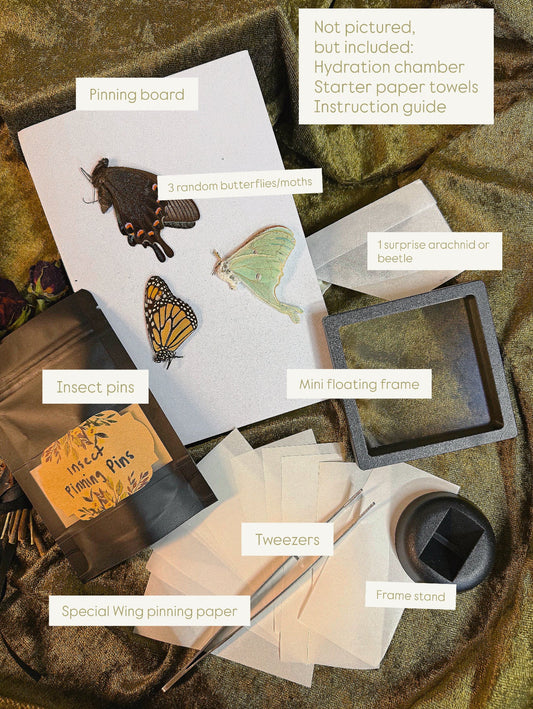 INSECT PINNING KIT