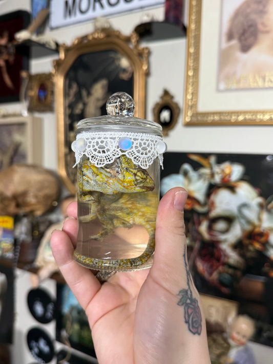 Valentines Collection Chameleon (Read Description!)