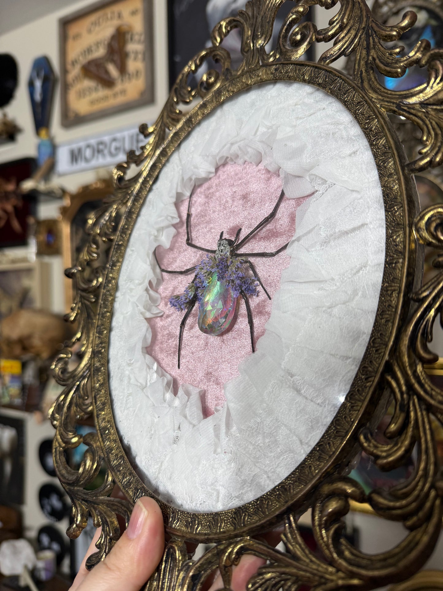 Valentines Collection Orb Weaver