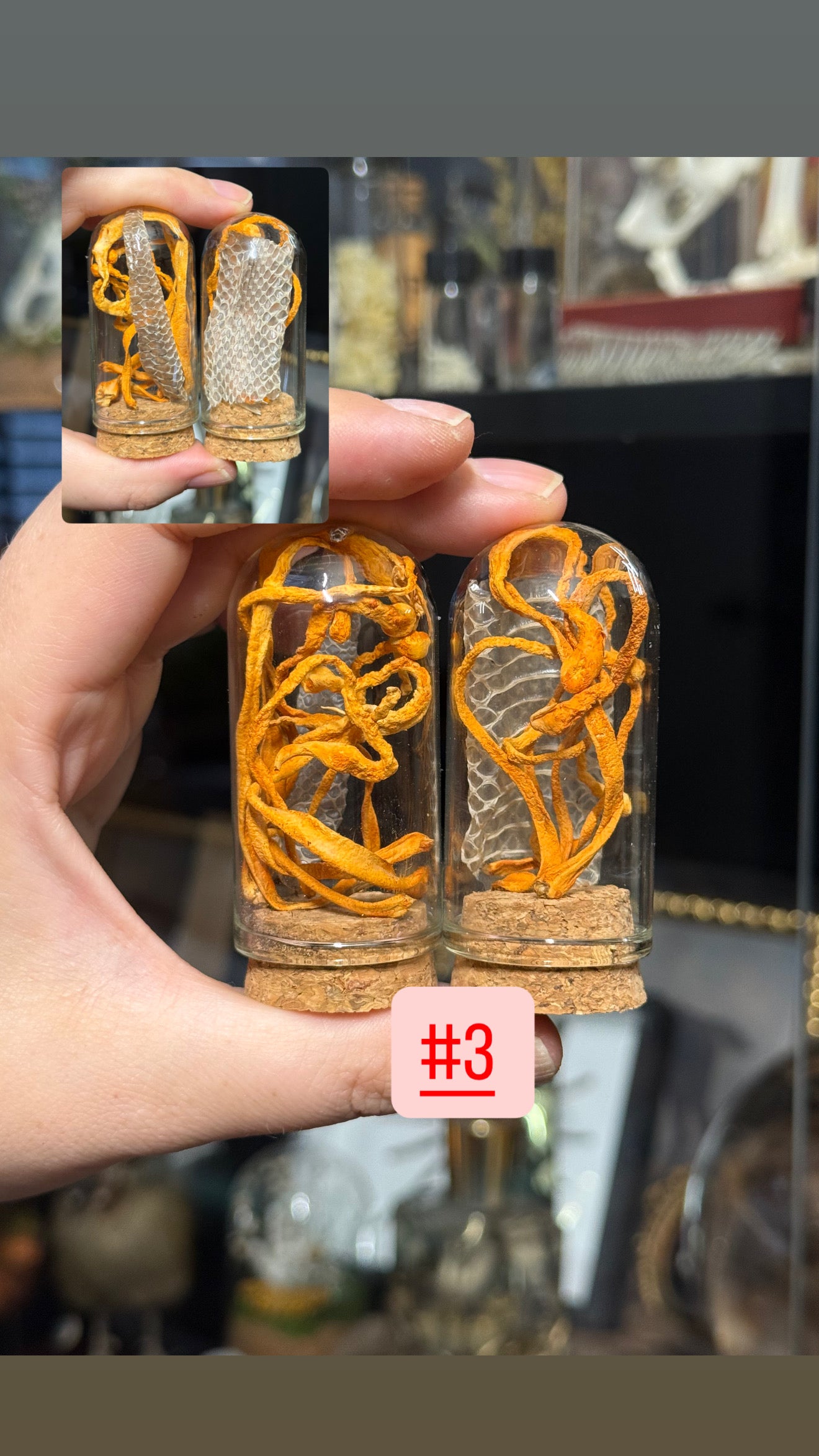 #38 Butterfly/Moth/ Mushroom/ Snake Shed Trinkets