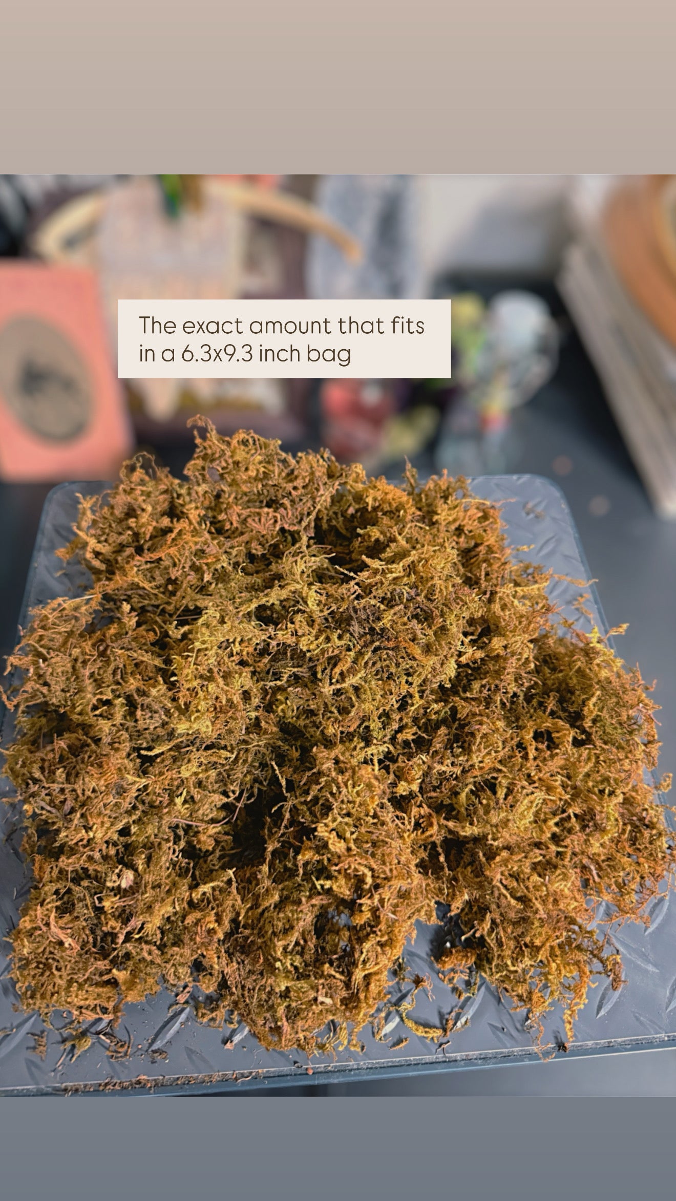 Overstock REAL MOSS - hand washed & heat treated