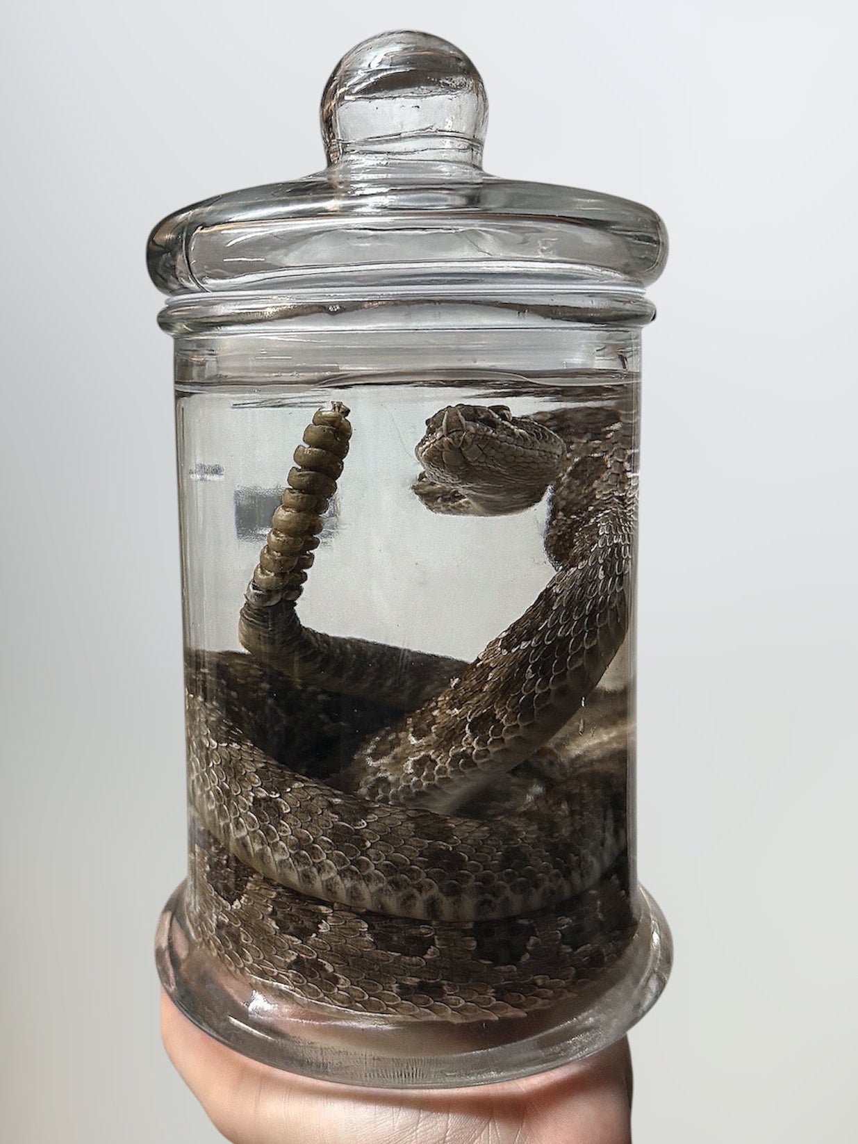 Adult 2 1/2 ft Rattler