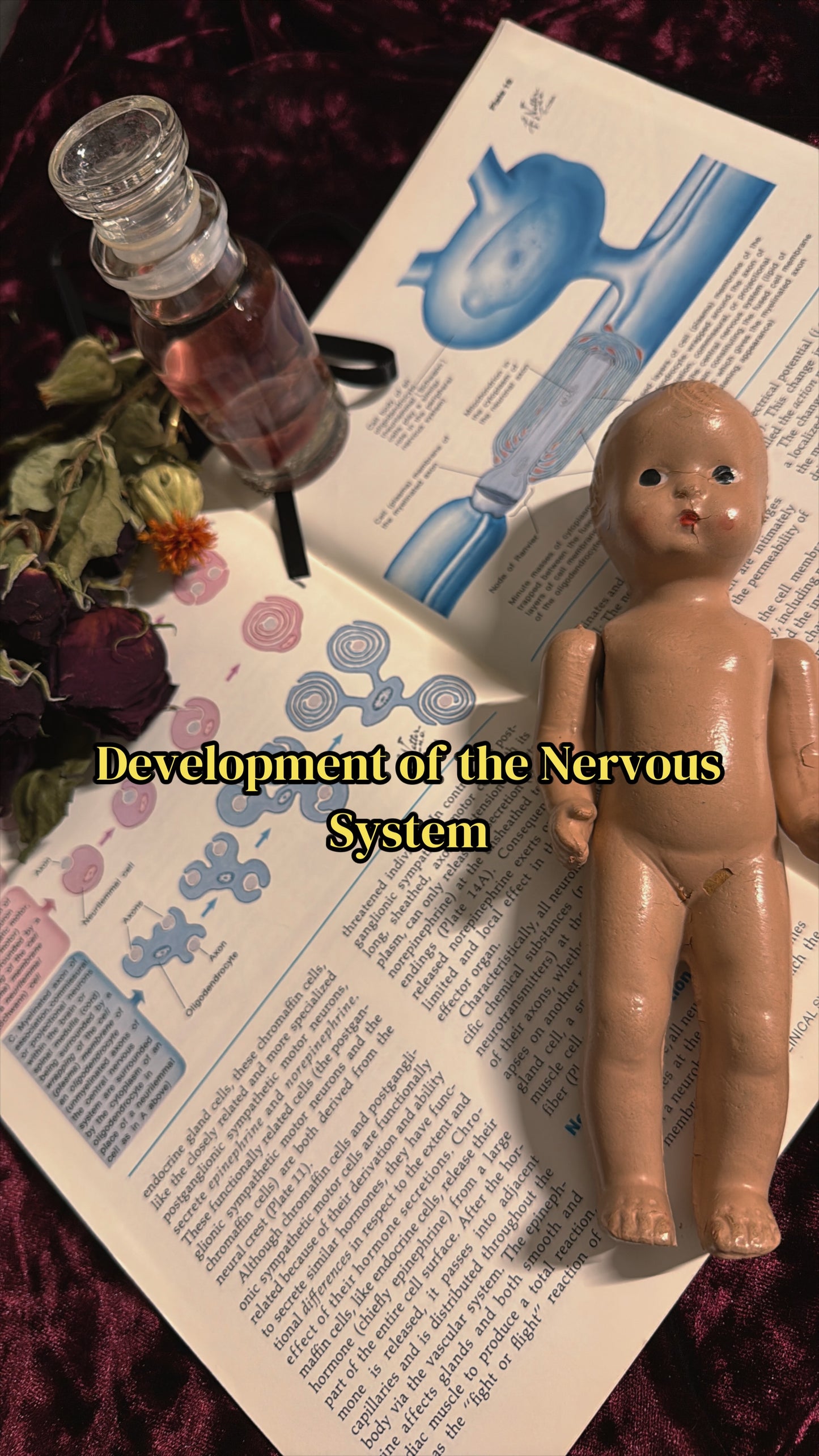 #85 ONE LEFT! 1970s Vintage Clinical Symposia books (set option)