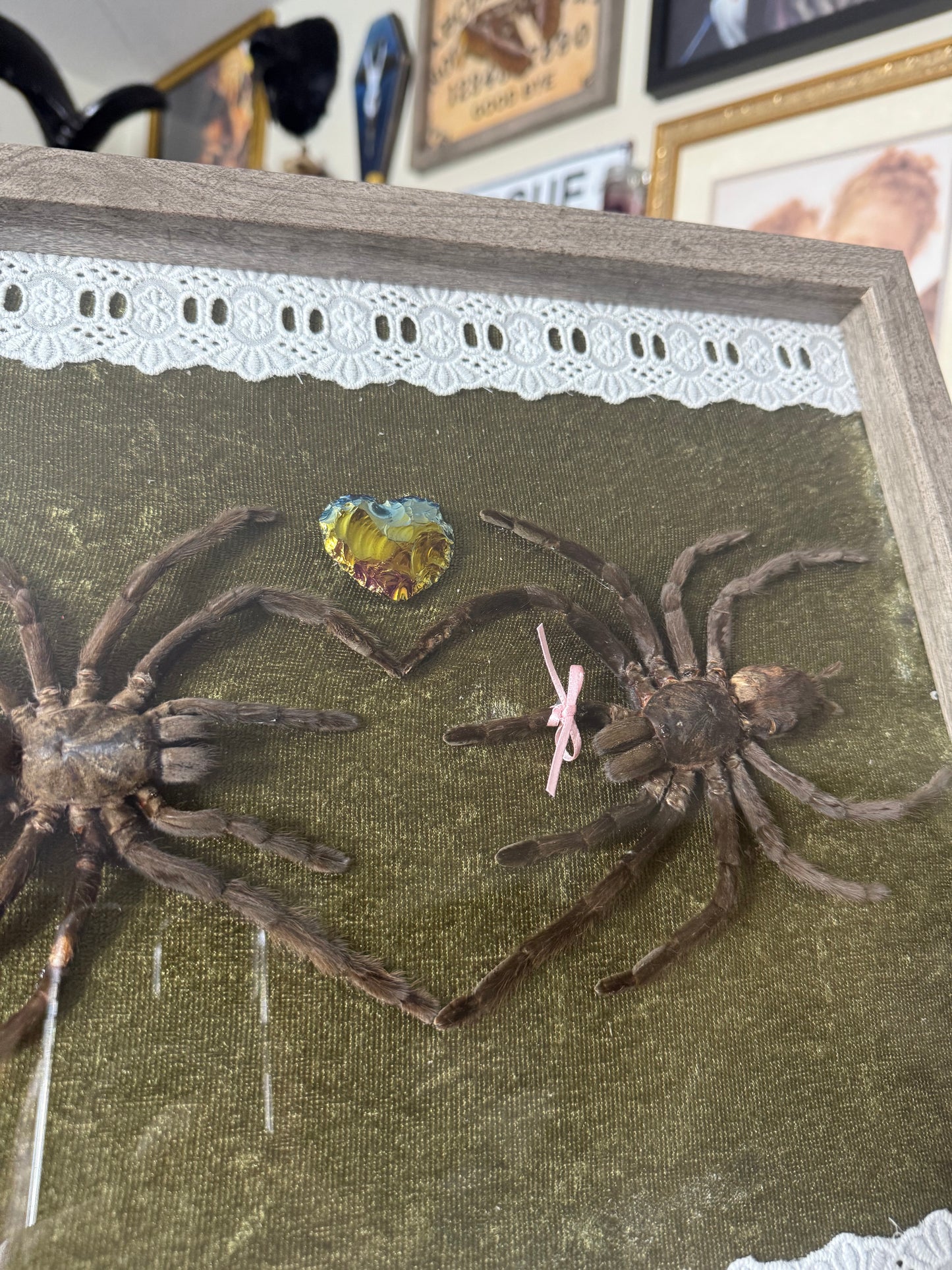 Valentines Collection Tarantula Heart