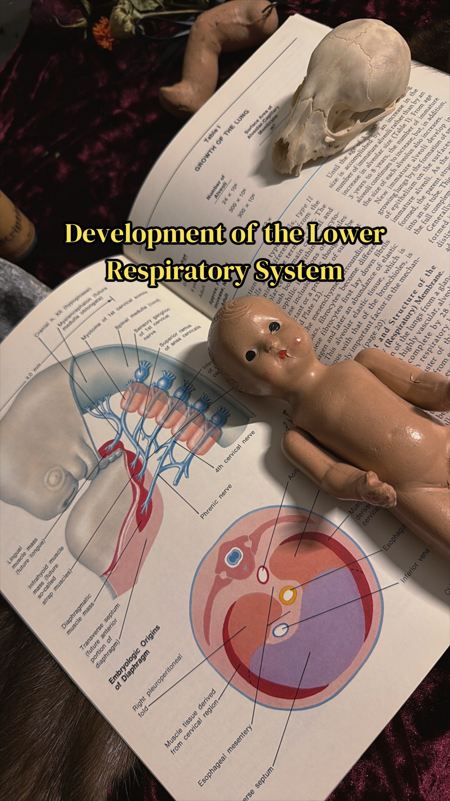 #85 ONE LEFT! 1970s Vintage Clinical Symposia books (set option)