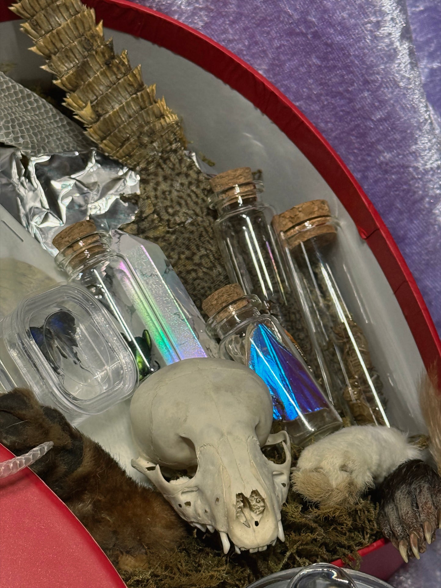 Valentines Collection LARGE ODDITY HEART BOX w/ WET SPECIMEN