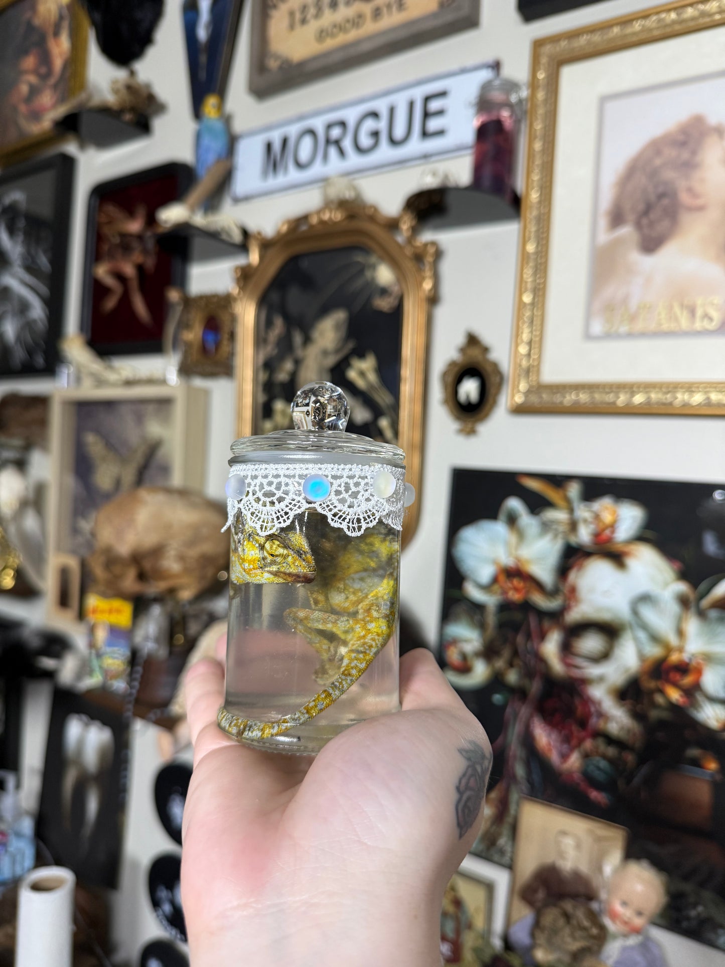 Valentines Collection Chameleon (Read Description!)