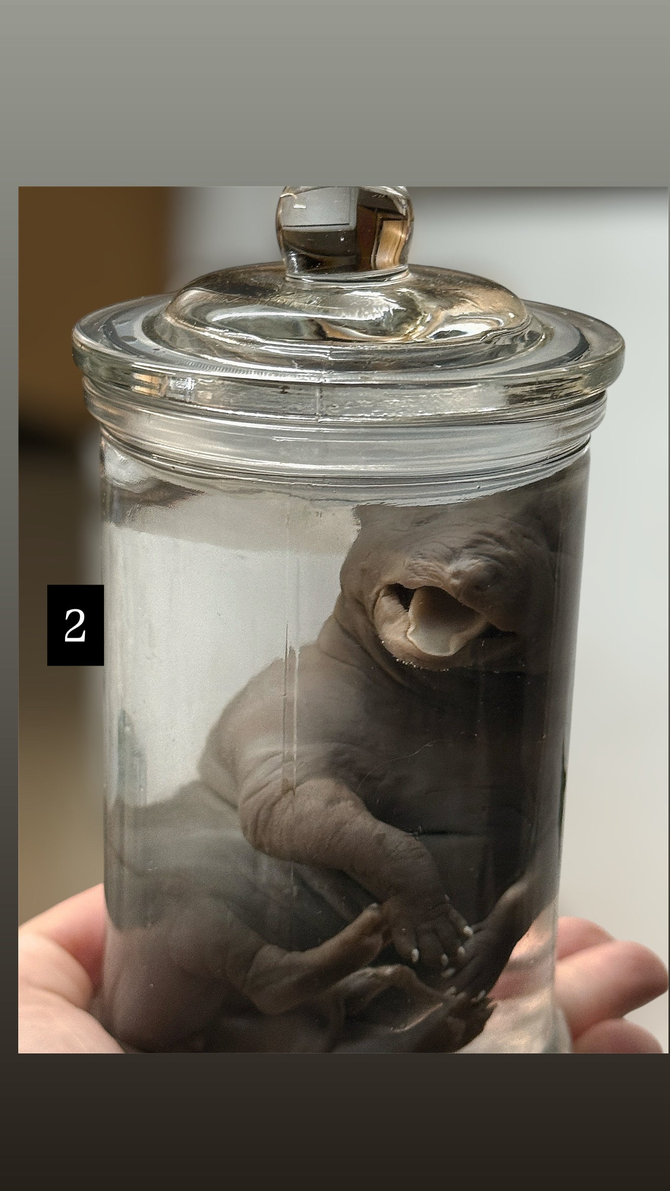 Rare Fetal Belgian Malinois Puppy