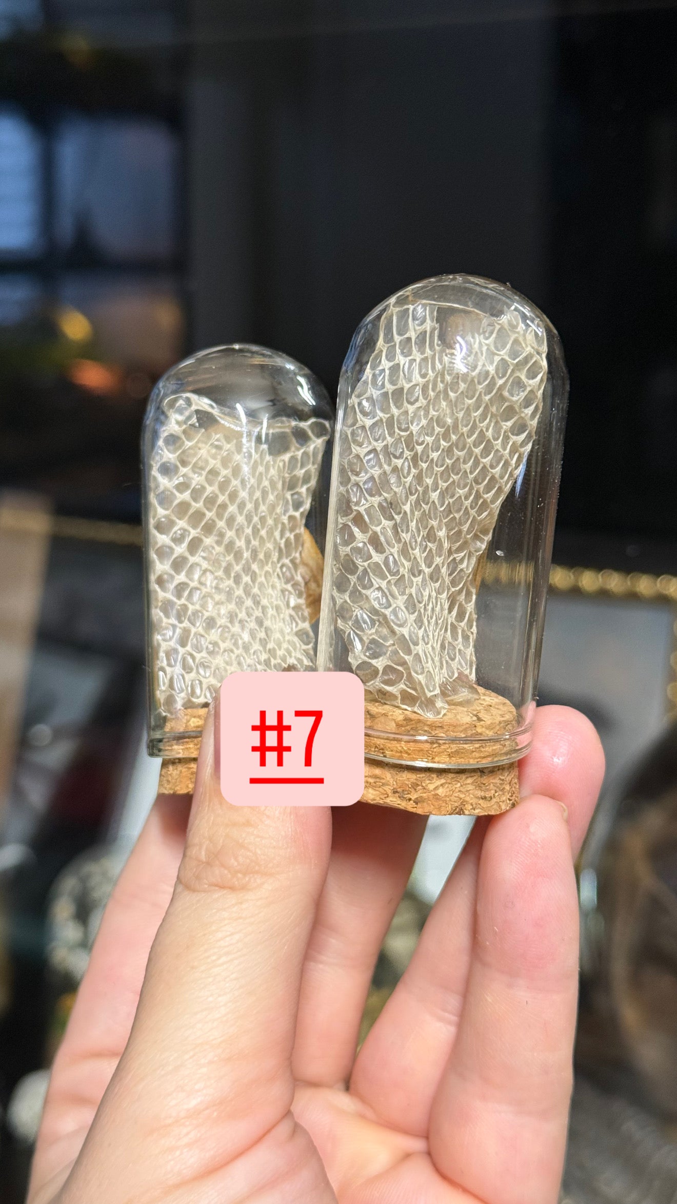 #38 Butterfly/Moth/ Mushroom/ Snake Shed Trinkets