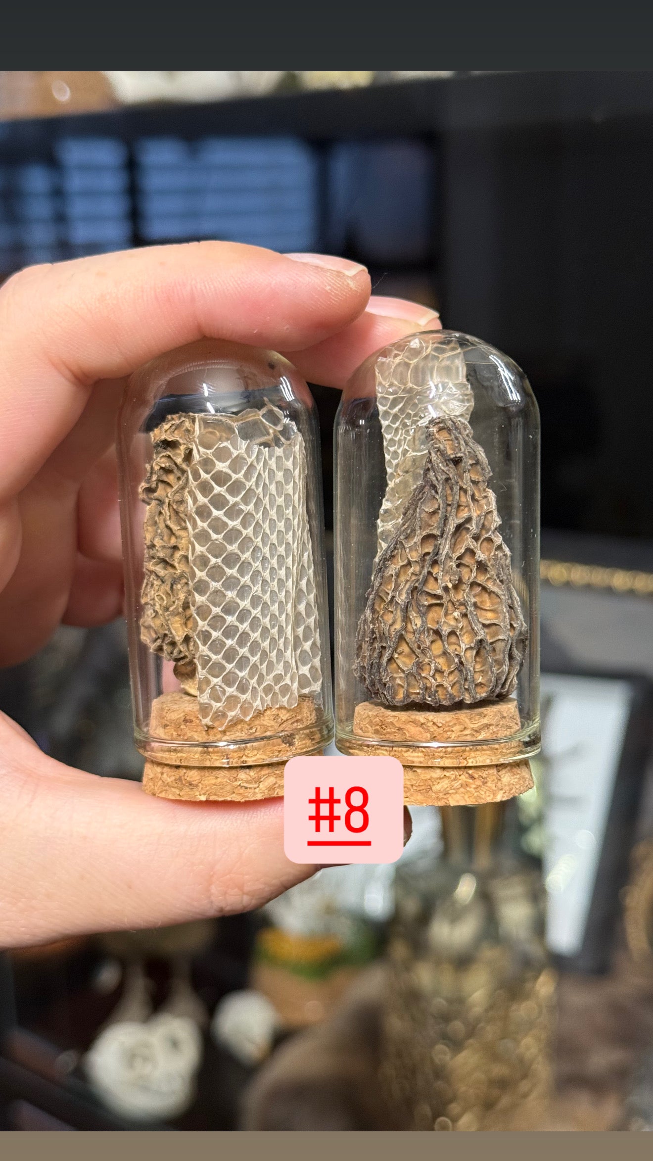 #38 Butterfly/Moth/ Mushroom/ Snake Shed Trinkets