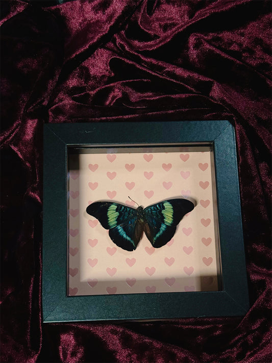 5. Love bug frame (READ DESCRIPTION)