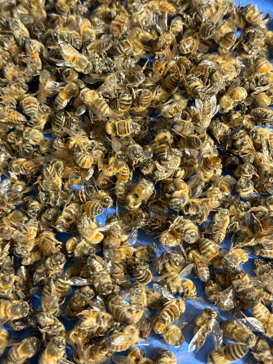 OVERSTOCK Honey Bees (5ct) READ DESCRIPTION