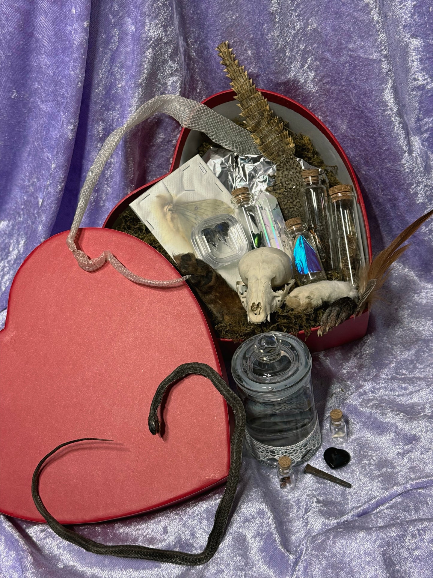Valentines Collection LARGE ODDITY HEART BOX w/ WET SPECIMEN