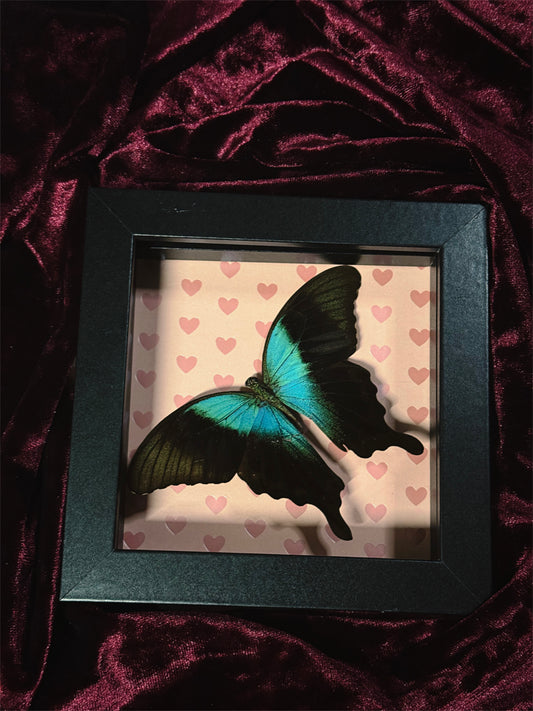 5. Love bug frame (READ DESCRIPTION)