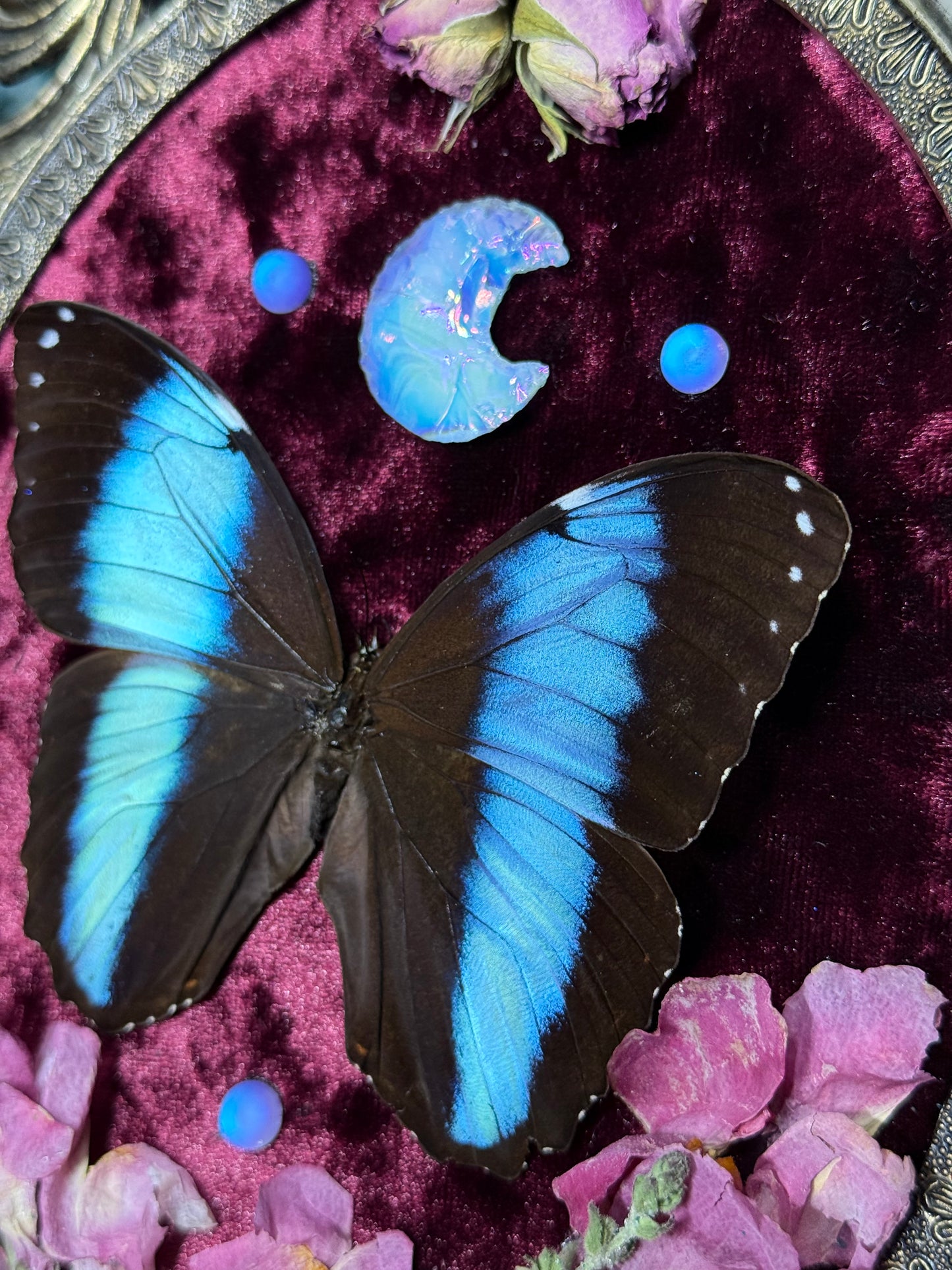 Valentines Collection Opal moon & Morpho (Read Description)