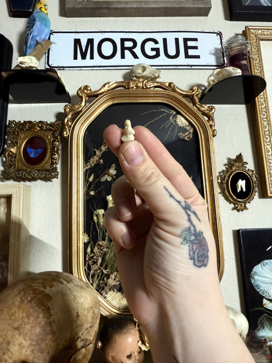 REAL Human hand/finger bone