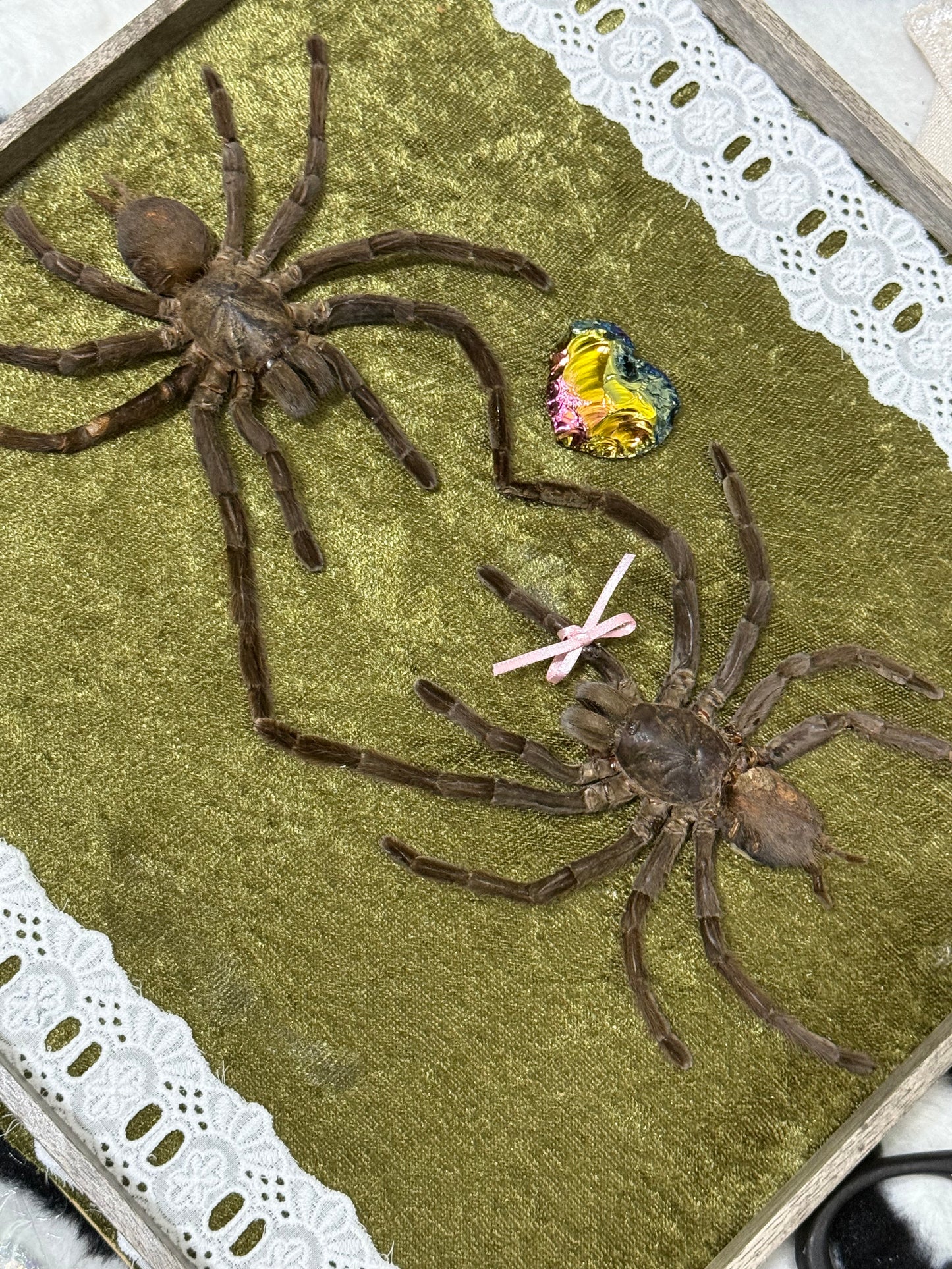 Valentines Collection Tarantula Heart