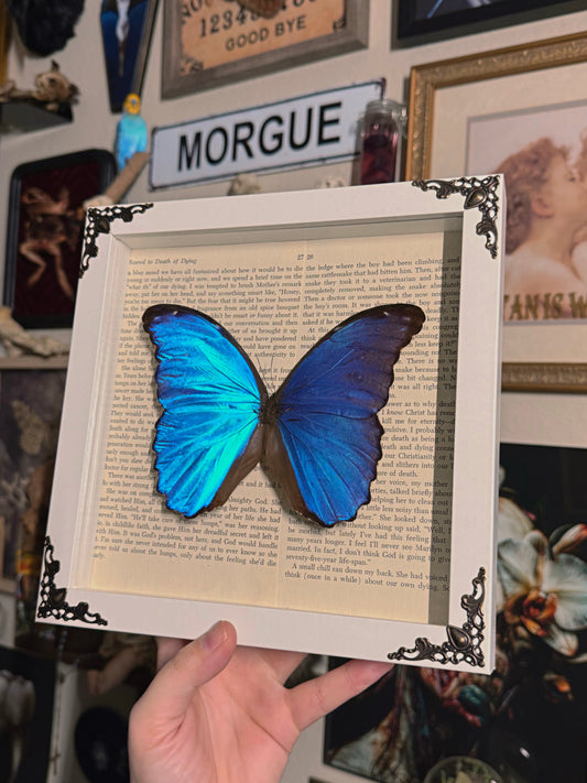 #87 Morpho frame 8x8