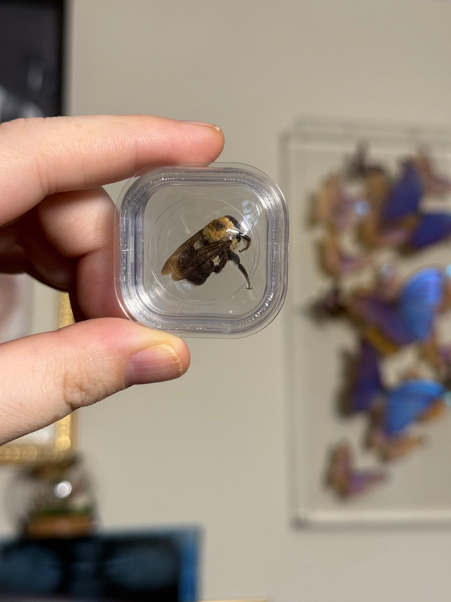 #60 DELUX MYSTERY CIGAR BOX - NO FILLERS / NO JUNK!