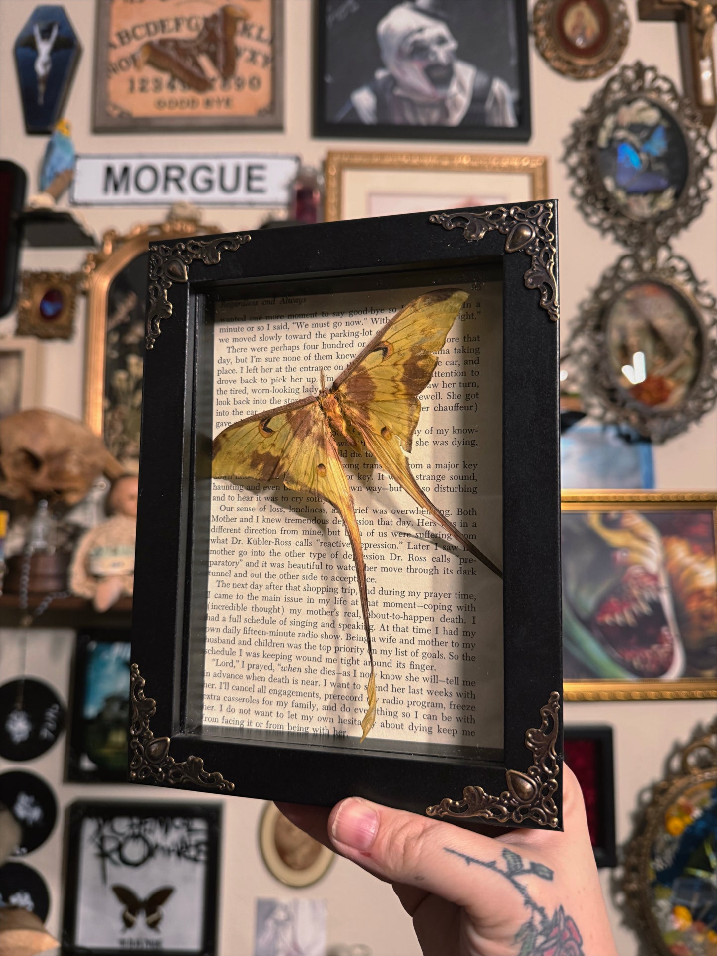 #69 moth frame