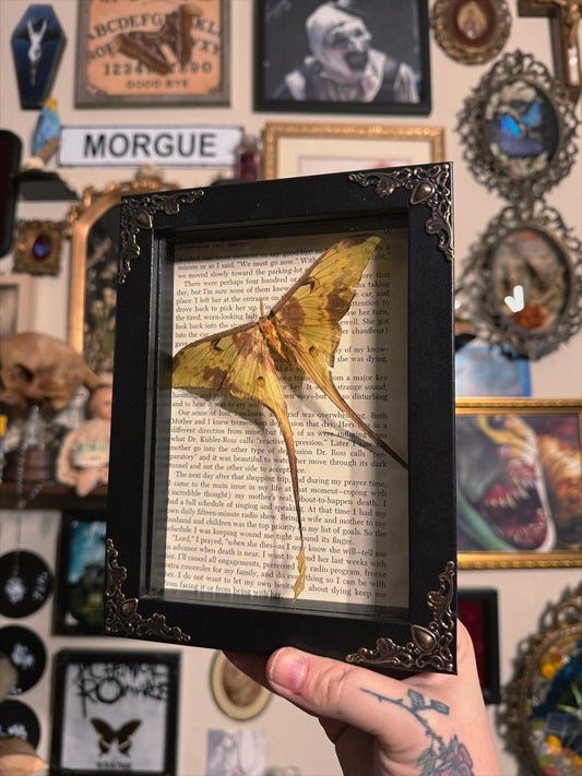 #69 moth frame