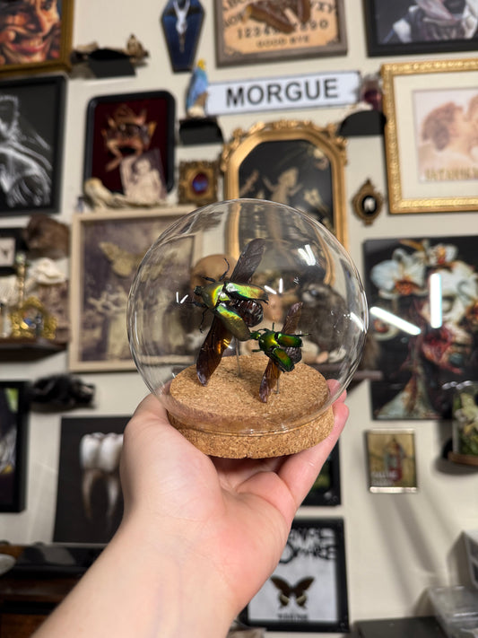 #55 Two real Beetles Globe