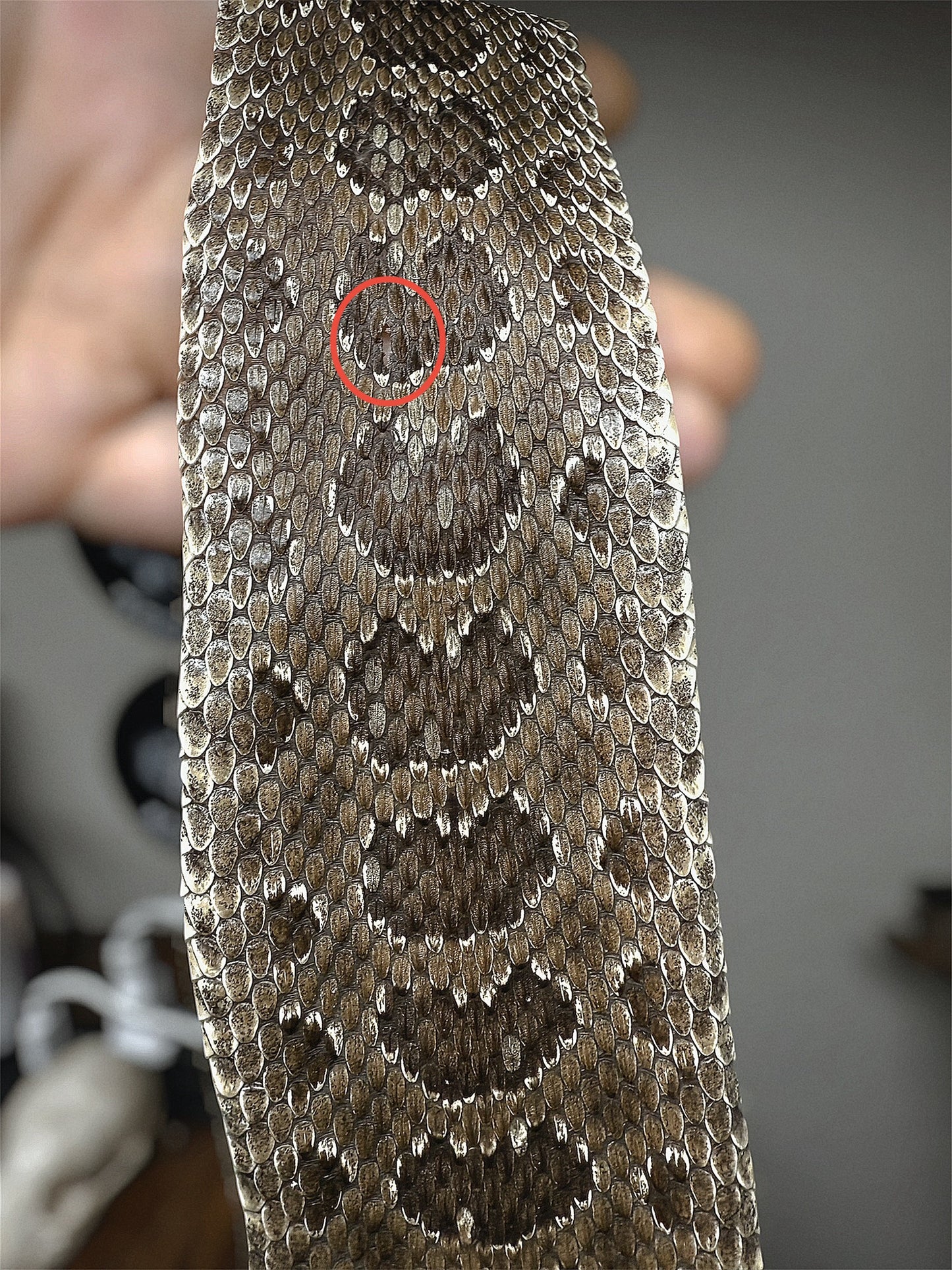 #42 Professionally Tanned Rattler hide 2.5 Feet long